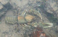 Cambarus girardianus