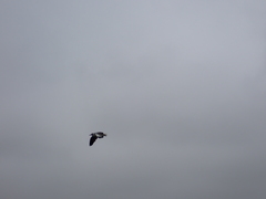 Chroicocephalus cirrocephalus