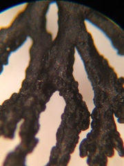 Cornicularia normoerica