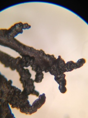 Cornicularia normoerica