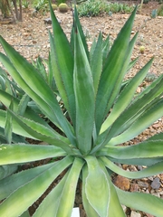 Agave bovicornuta
