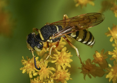 Philanthus ventilabris