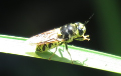 Stratiomys maculosa