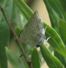 Satyrium sylvinus dryope