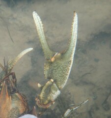 Cambarus girardianus