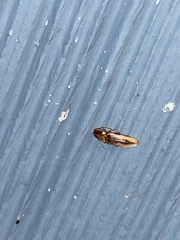 Conoderus vespertinus