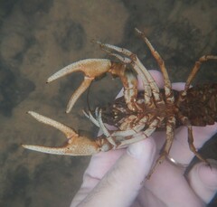 Cambarus girardianus