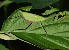 Stagmomantis theophila