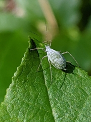 Macrosiphum albifrons