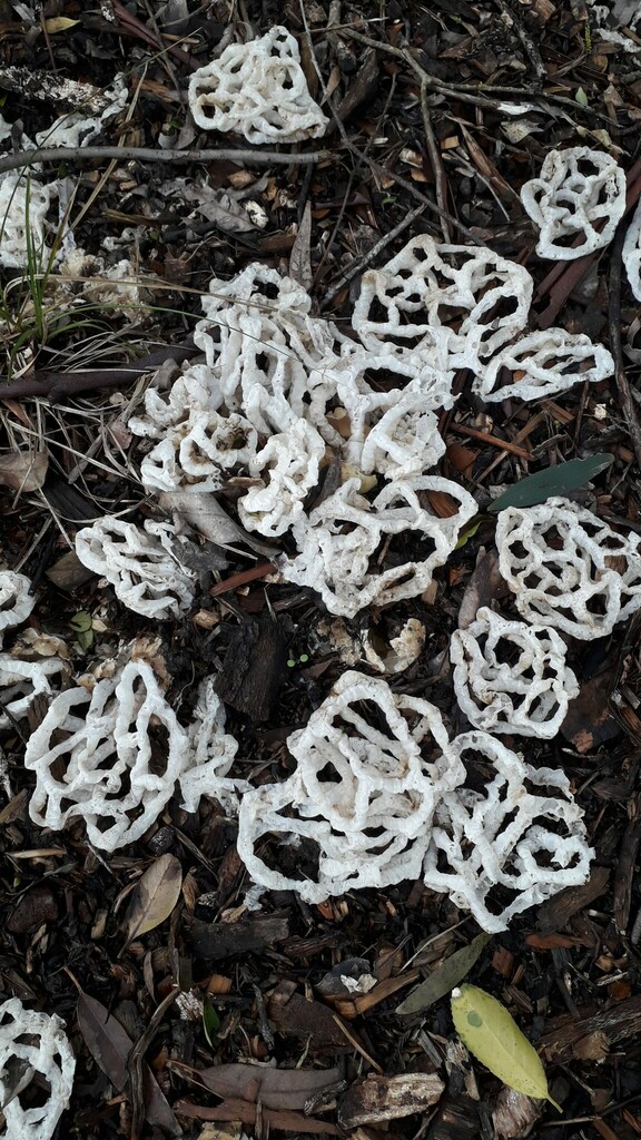 white basket fungus from Kelston, Auckland, New Zealand on July 19