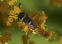 Philanthus ventilabris