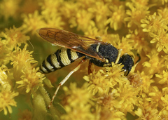 Philanthus ventilabris