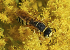 Philanthus ventilabris