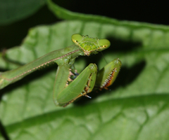 Stagmomantis theophila