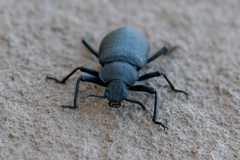 Iphthiminus serratus