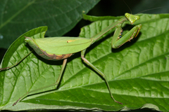 Stagmomantis theophila