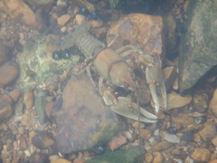 Cambarus girardianus