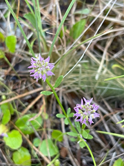 Polygala brevifolia