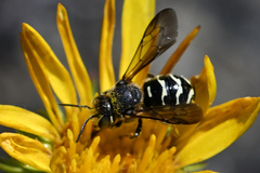 Dianthidium subparvum