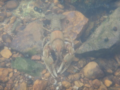 Cambarus girardianus