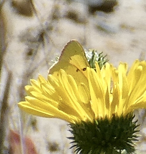 Orange sulphur