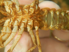 Cambarus girardianus