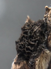 Epicoccum andropogonis