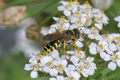 Philanthus crabroniformis