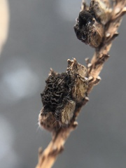 Epicoccum andropogonis