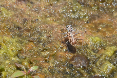 Ellipsoptera cuprascens