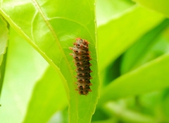 Histia flabellicornis