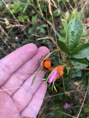 Phragmidium rosae-pimpinellifoliae