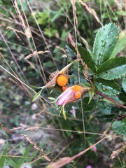 Phragmidium rosae-pimpinellifoliae