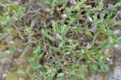 Hebecarpa macradenia