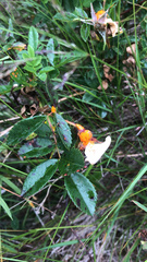 Phragmidium rosae-pimpinellifoliae