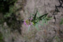 Collomia linearis