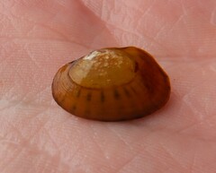 Cambarunio taeniatus