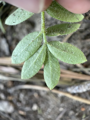 California Sky Pilot foliage