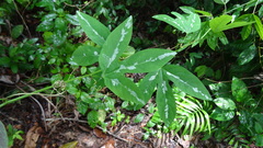 Passiflora trifasciata