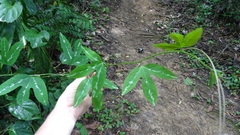 Passiflora trifasciata