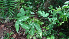 Passiflora trifasciata