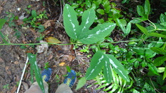 Passiflora trifasciata