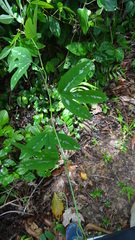 Passiflora trifasciata