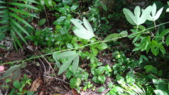 Passiflora trifasciata