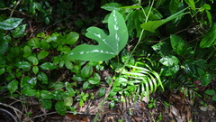 Passiflora trifasciata