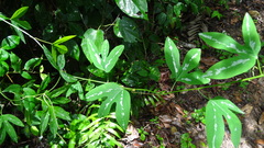 Passiflora trifasciata