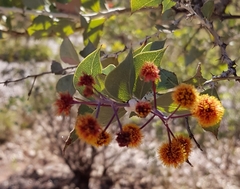 Acacia inaequilatera