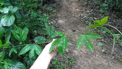 Passiflora trifasciata