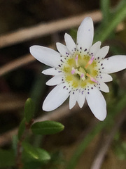 Gentiana douglasiana