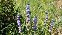 Penstemon secundiflorus